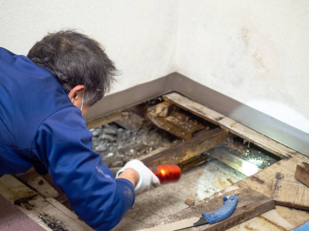 Best Attic Mold Removal  in Pho, IL