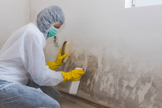 Mold Removal Process in Philo, IL